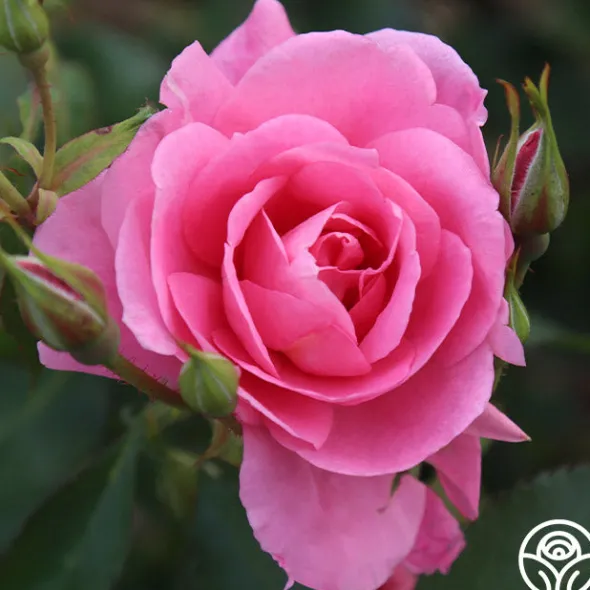 Heirloom Roses Prairie Princess