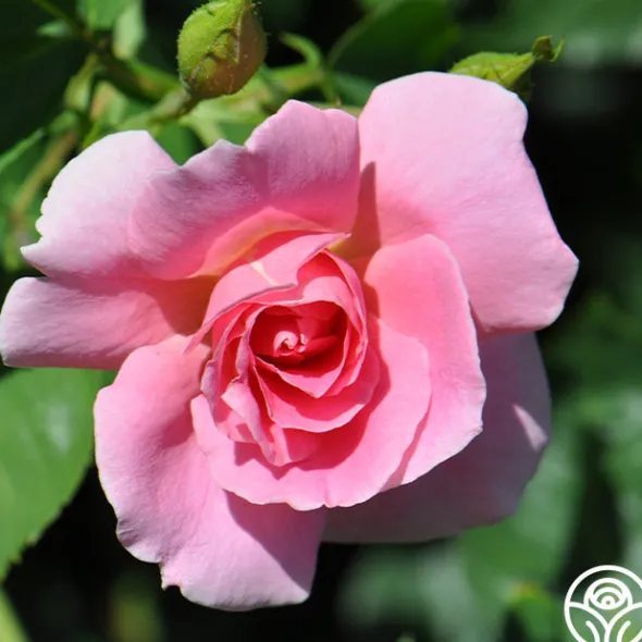 Heirloom Roses Prairie Princess