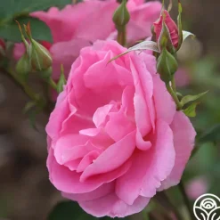 Heirloom Roses Prairie Princess