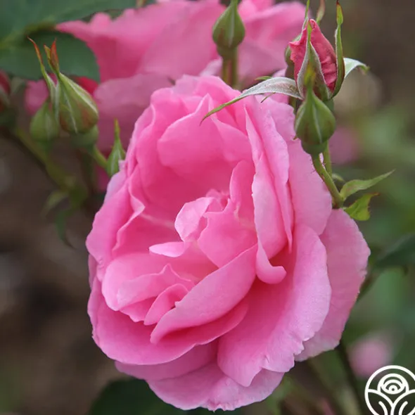 Heirloom Roses Prairie Princess