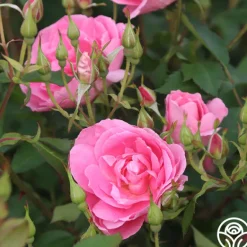 Heirloom Roses Prairie Princess