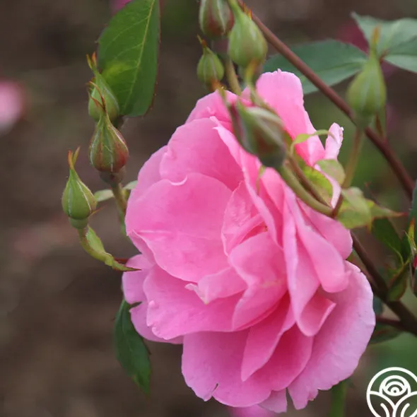 Heirloom Roses Prairie Princess
