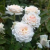 Heirloom Roses Prairie Star™ New