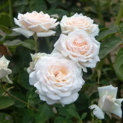 Heirloom Roses Prairie Star™ New