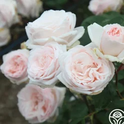 Heirloom Roses Prairie Star™ New