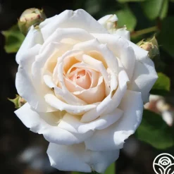 Heirloom Roses Prairie Star™ New