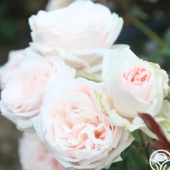 Heirloom Roses Prairie Star™ New