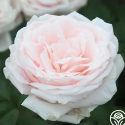 Heirloom Roses Prairie Star™ New