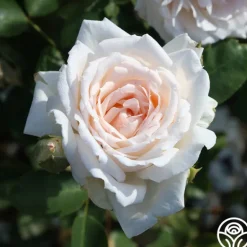 Heirloom Roses Prairie Star™ New