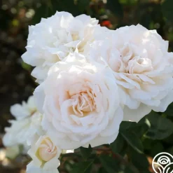 Heirloom Roses Prairie Star™ New
