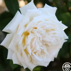 Heirloom Roses Prairie Star™ New
