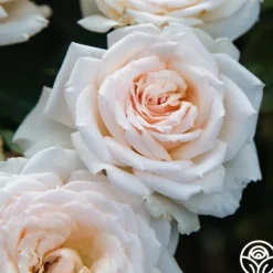 Heirloom Roses Prairie Star™ New