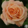 Heirloom Roses Prairie Sunrise Best