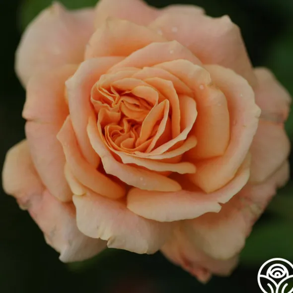 Heirloom Roses Prairie Sunrise Best