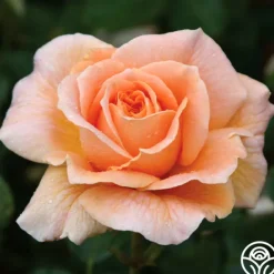 Heirloom Roses Prairie Sunrise Best