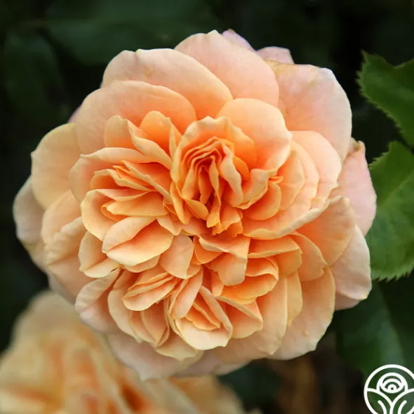 Heirloom Roses Prairie Sunrise Best