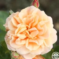 Heirloom Roses Prairie Sunrise Best
