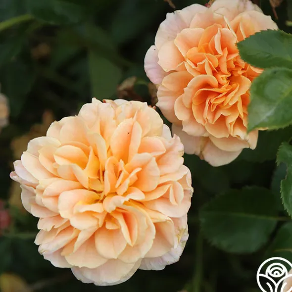 Heirloom Roses Prairie Sunrise Best