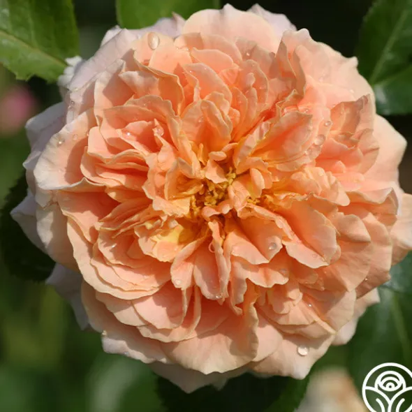 Heirloom Roses Prairie Sunrise Best