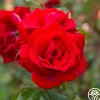 Heirloom Roses Precious Platinum Hot