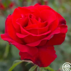 Heirloom Roses Precious Platinum Hot