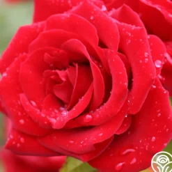 Heirloom Roses Precious Platinum Hot