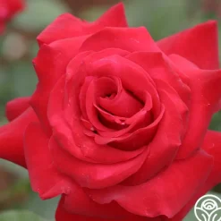 Heirloom Roses Precious Platinum Hot