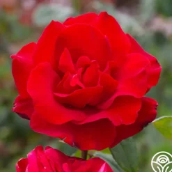 Heirloom Roses Precious Platinum Hot