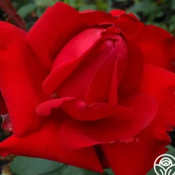 Heirloom Roses Precious Platinum Hot