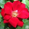 Heirloom Roses Preference® Best