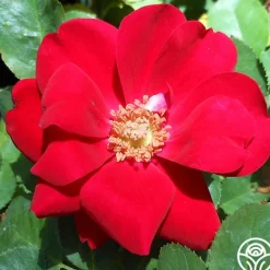 Heirloom Roses Preference® Best