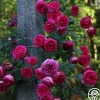 Heirloom Roses Pretty in Pink Eden Climber® Discount