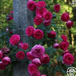 Heirloom Roses Pretty in Pink Eden Climber® Discount