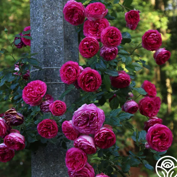Heirloom Roses Pretty in Pink Eden Climber® Discount