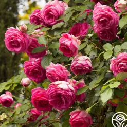 Heirloom Roses Pretty in Pink Eden Climber® Discount