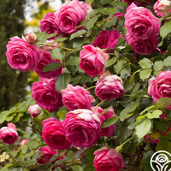 Heirloom Roses Pretty in Pink Eden Climber® Discount