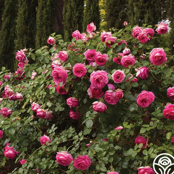 Heirloom Roses Pretty in Pink Eden Climber® Discount