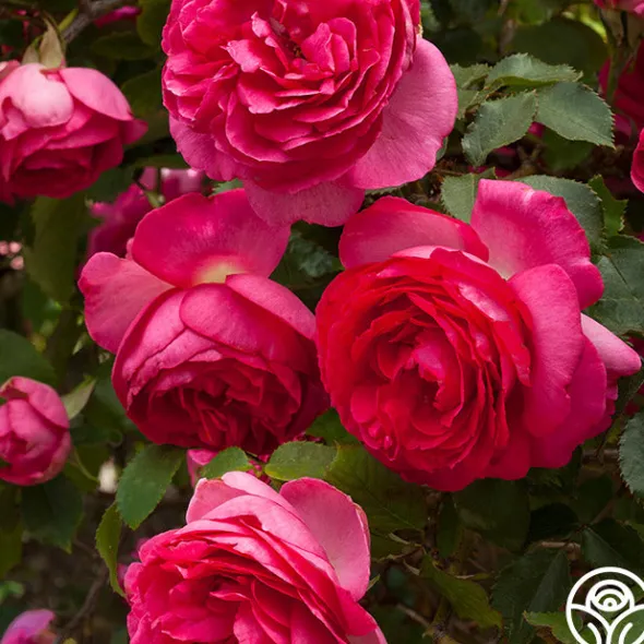 Heirloom Roses Pretty in Pink Eden Climber® Discount