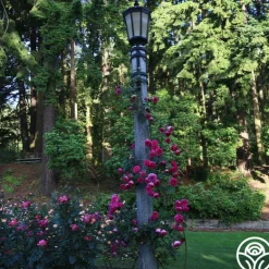 Heirloom Roses Pretty in Pink Eden Climber® Discount