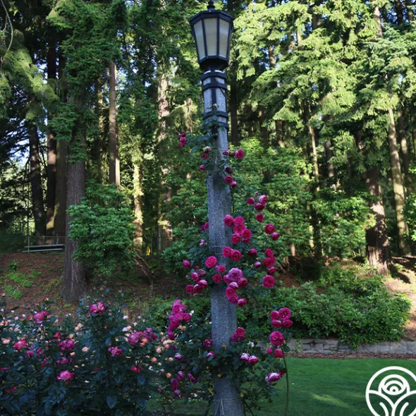 Heirloom Roses Pretty in Pink Eden Climber® Discount