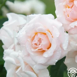 Heirloom Roses Pretty Lady® Discount