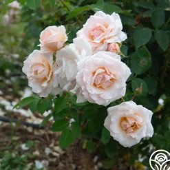 Heirloom Roses Pretty Lady® Discount