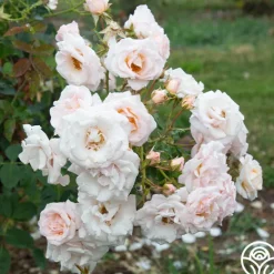 Heirloom Roses Pretty Lady® Discount
