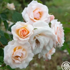 Heirloom Roses Pretty Lady® Discount