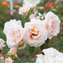 Heirloom Roses Pretty Lady® Discount