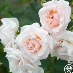 Heirloom Roses Pretty Lady® Discount