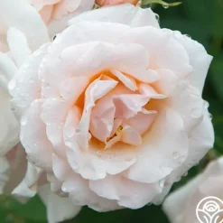 Heirloom Roses Pretty Lady® Discount