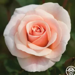 Heirloom Roses Pretty Lady® Discount