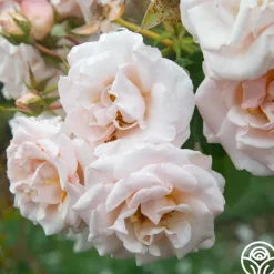 Heirloom Roses Pretty Lady® Discount