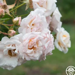 Heirloom Roses Pretty Lady® Discount